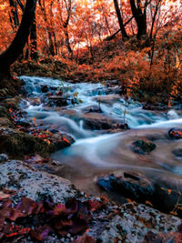 Scenic view of waterfall in forest