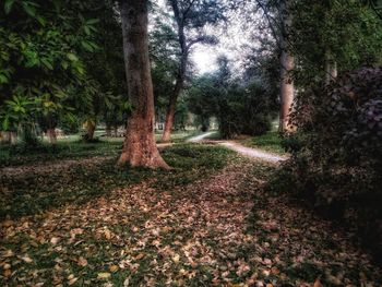 Trees in forest