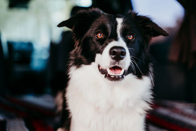 Close-up portrait of dog at night