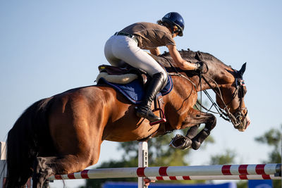 Horse riding horses