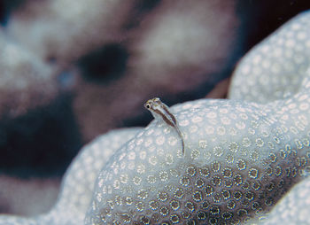 A toothy goby - pleurosicya mossambica - in the red sea, egypt