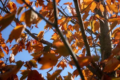 Low angle view of autumnal leaves on tree