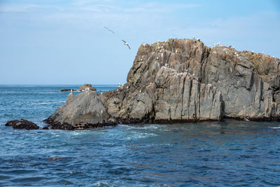 Lots of seagulls stand on rocks isolated in the ocean, relaxing and flying around the rocks.
