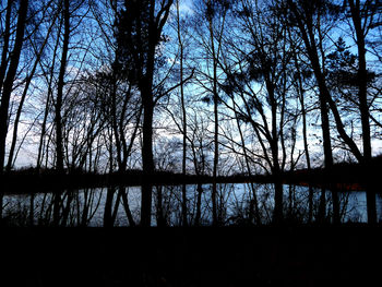 Low angle view of trees against sky