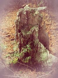 Plants growing on tree trunk