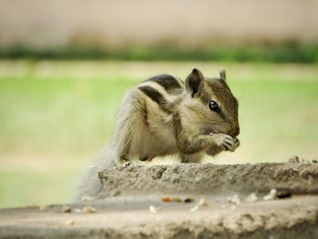 Close-up of squirrel
