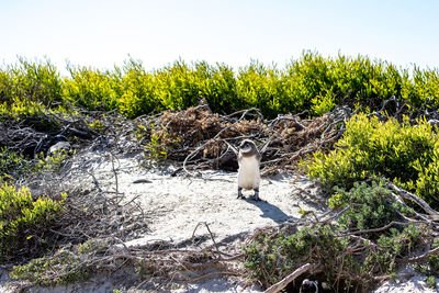 View of a bird on land