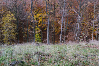 Trees in forest during autumn