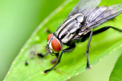 Close-up of fly on leaf