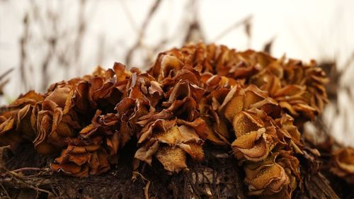 Close-up of dried plant on dry leaves