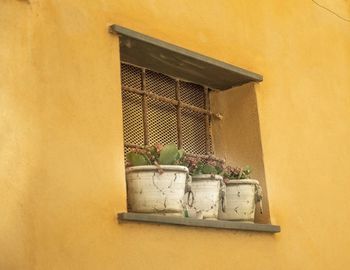 Potted plant on window of house