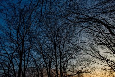 Low angle view of bare trees against sky