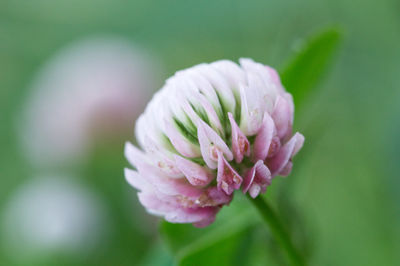 Close-up of pink flower bud