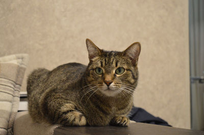 Close-up portrait of a cat