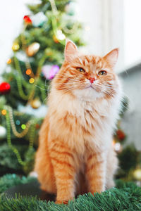 Cute ginger cat near christmas tree. fluffy pet. new year celebration. winter holiday greeting card.