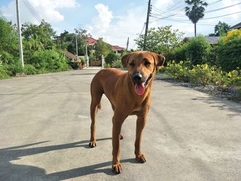 Portrait of dog on road against sky