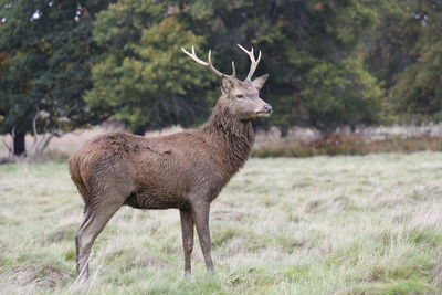 Deer standing on field