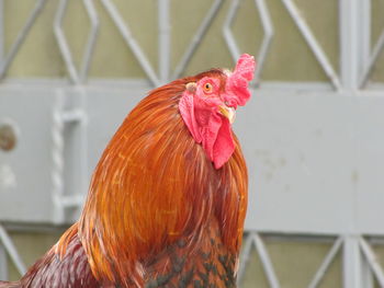 Close-up of rooster