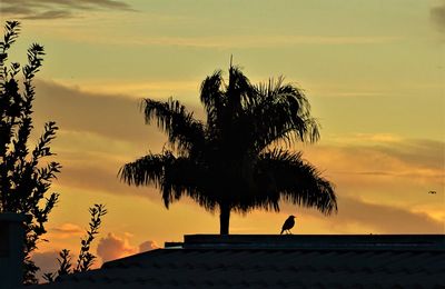 Silhouette tree against sky during sunset