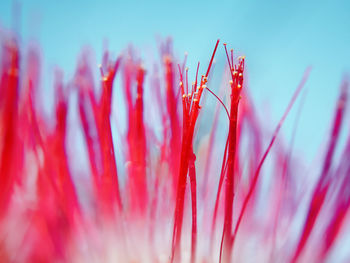 Macro shot of red flowering plant