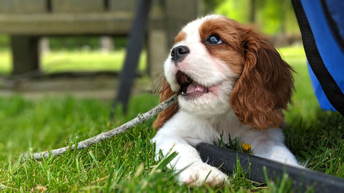 Dog looking away on field
