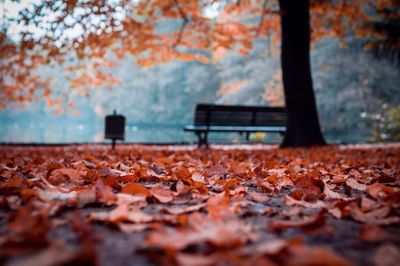 Surface level of autumnal leaves on ground