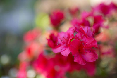 Close-up of flowers