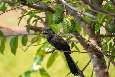 Low angle view of smooth-billed ani  perching on tree