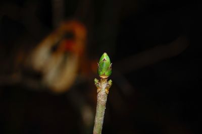 Close-up of insect on leaf