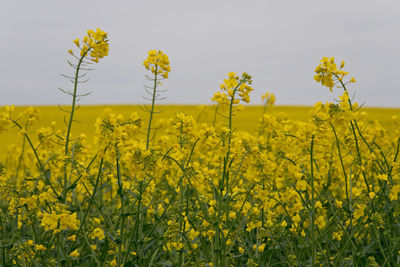 Scenic view of oilseed rape field