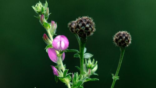 Close-up of purple flowering plant