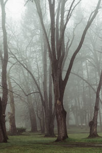 Bare tree on field