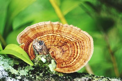 Close-up of caterpillar on a tree