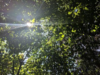 Low angle view of sunlight streaming through trees