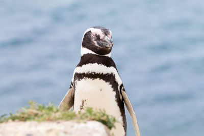 Close-up of bird