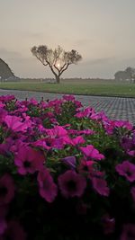 Close-up of pink flowers blooming on field against sky