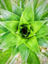 Close-up of green leaves on plant