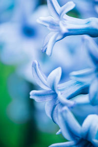 Close-up of purple flowering plant