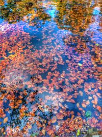 High angle view of tree reflection in water