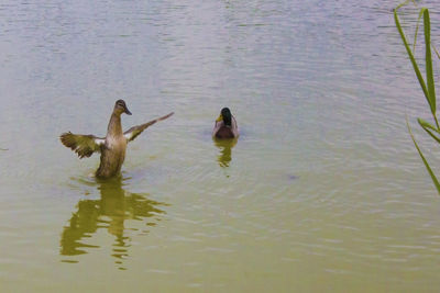 Ducks swimming in lake