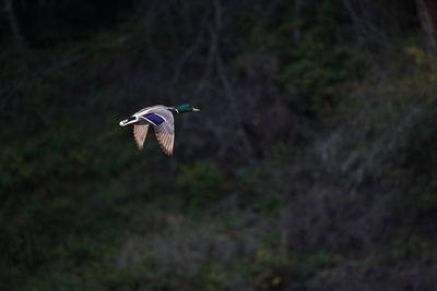 Bird flying in a forest