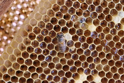 Close-up of a bee on honey comb still attached to a hive frame. 