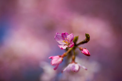 Close-up of pink cherry blossom