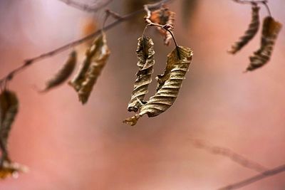 Close-up of insect on twig