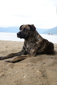 Close-up of dog relaxing on beach