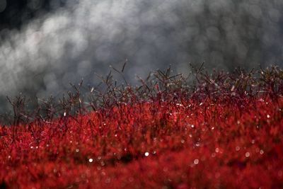 Close-up of red flowers