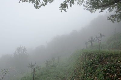 Trees on landscape against sky