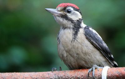 Close-up of woodpecker perching on railing