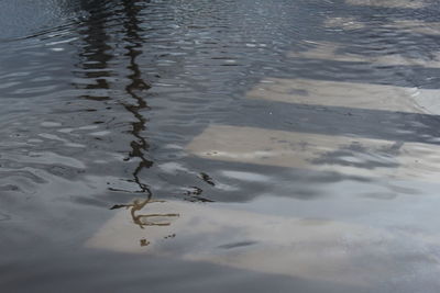 Close-up of duck swimming in lake