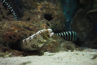 Close-up of coral eel in sea